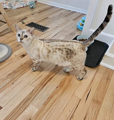 Sadie Snow bengal